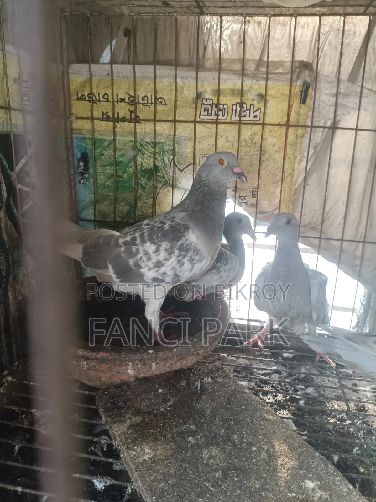 আইস চেকার রেসার হোমা।
