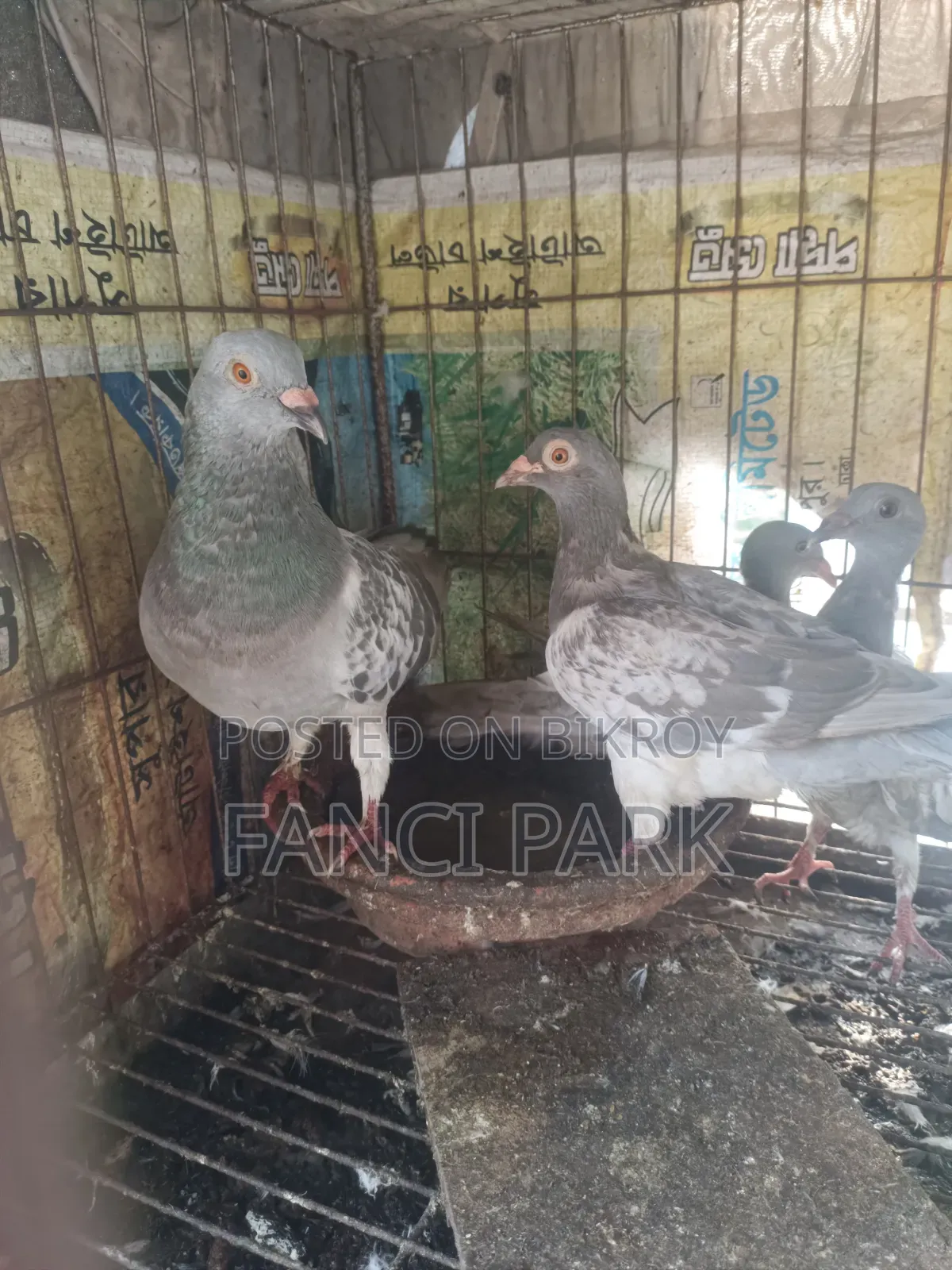 আইস চেকার রেসার হোমা।