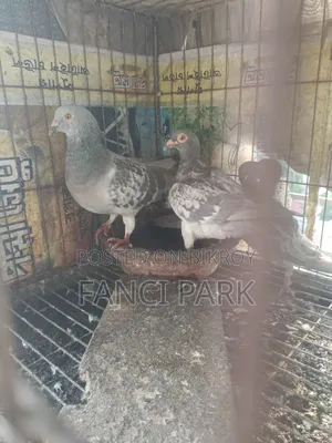 আইস চেকার রেসার হোমা।