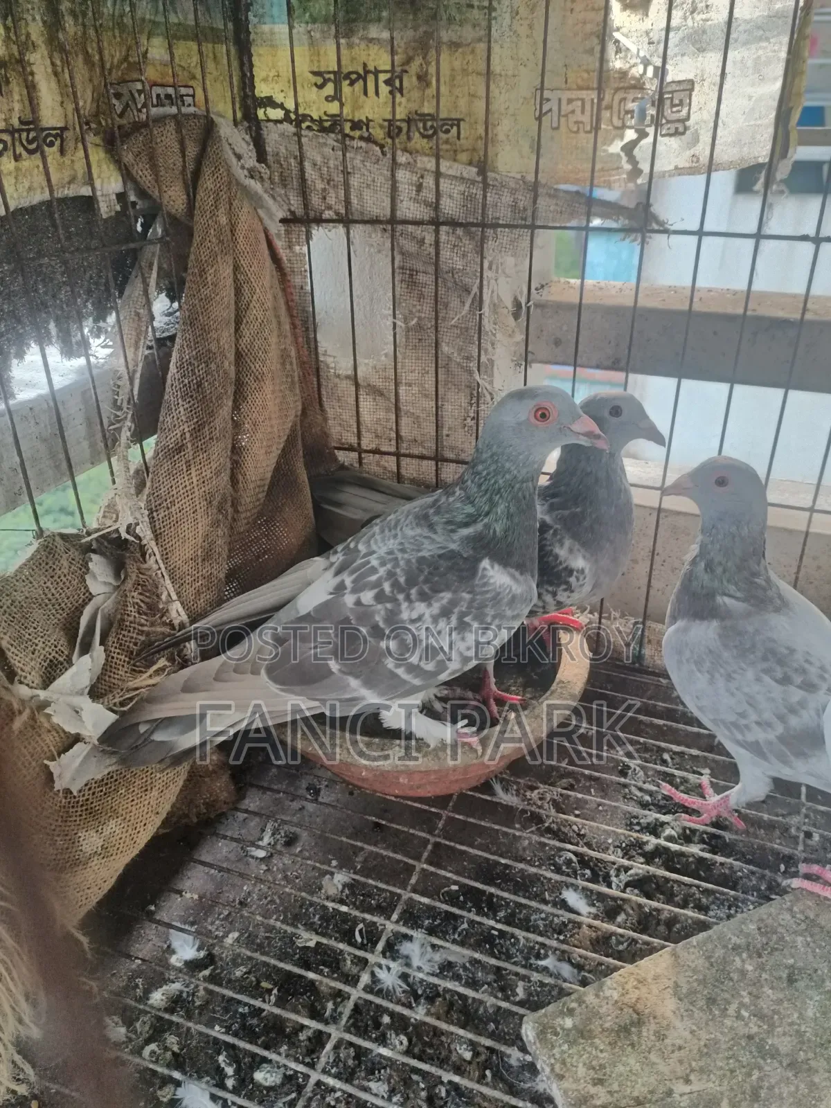আইস চেকার রেসার হোমা।