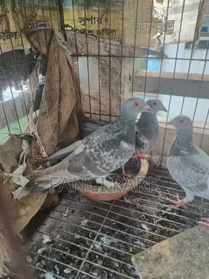 আইস চেকার রেসার হোমা।