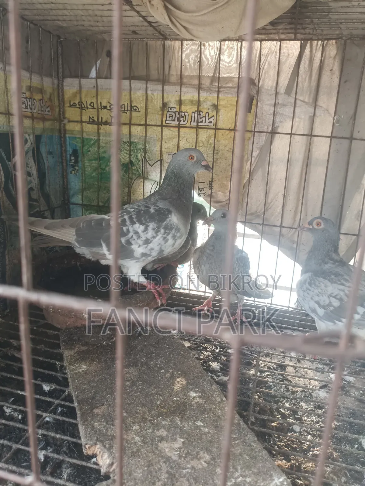 আইস চেকার রেসার হোমা।