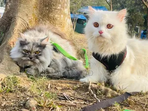 1+ year Male Purebred Persian