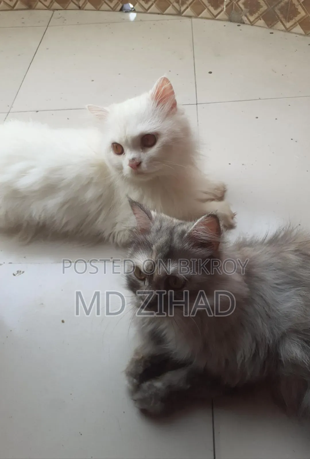 1+ year Male Purebred Persian