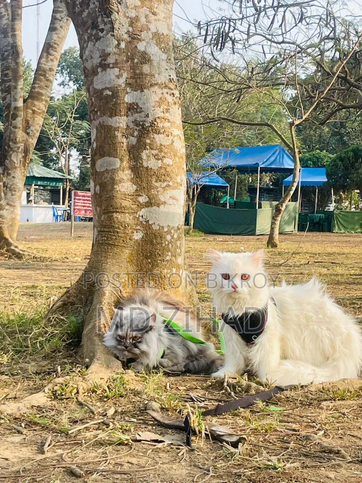 1+ year Male Purebred Persian