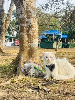 1+ year Male Purebred Persian