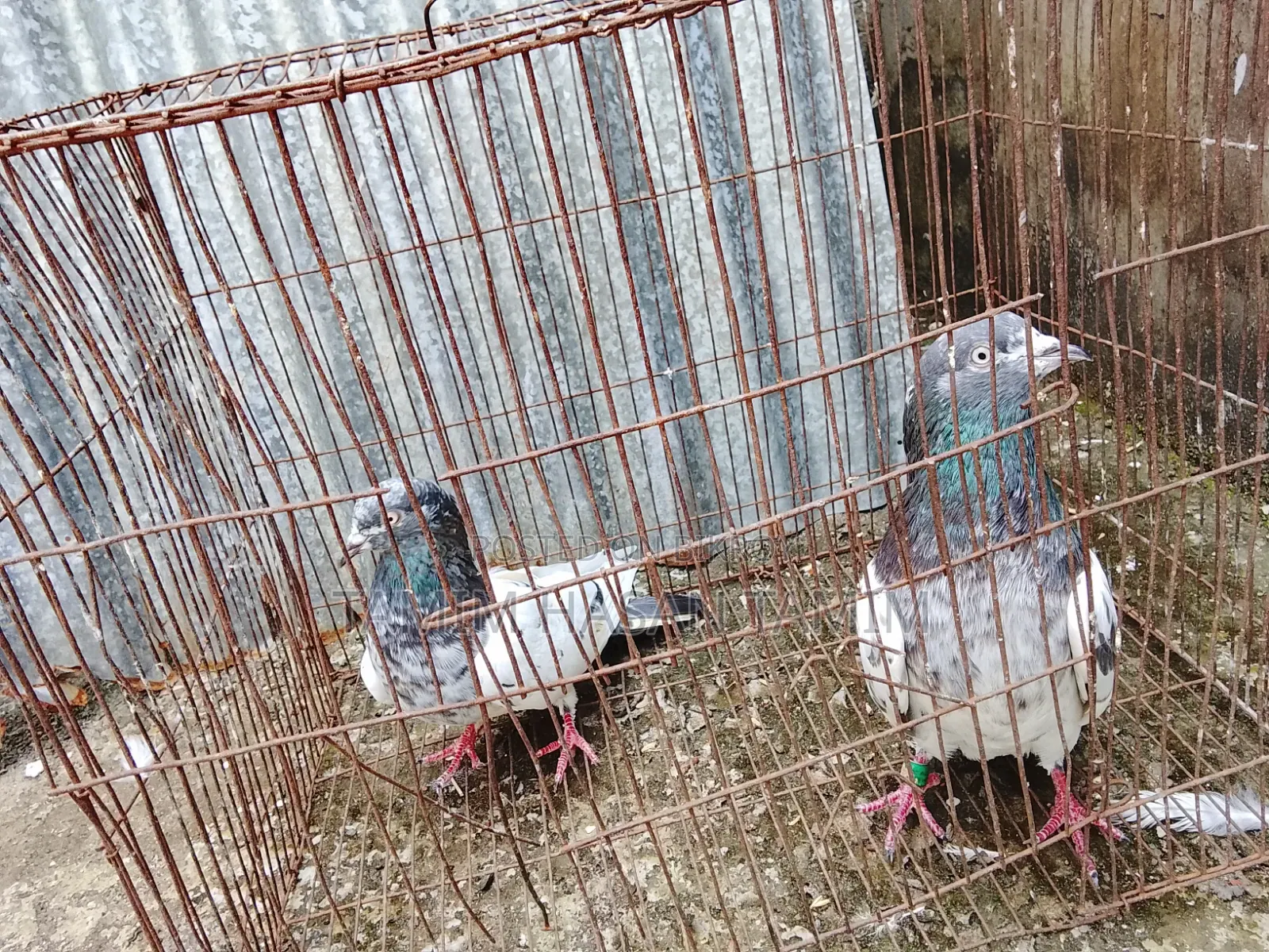 A Pair of Peryot Pouter Pigeons
