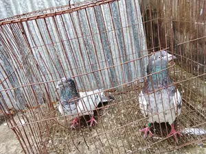 A Pair of Peryot Pouter Pigeons