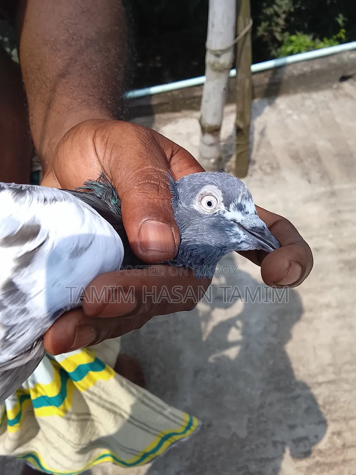 A Pair of Peryot Pouter Pigeons