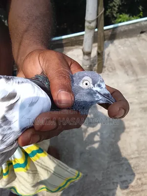 A Pair of Peryot Pouter Pigeons
