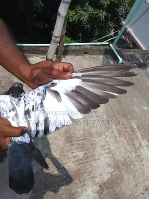 A Pair of Peryot Pouter Pigeons