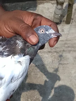 A Pair of Peryot Pouter Pigeons