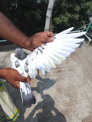 A Pair of Peryot Pouter Pigeons