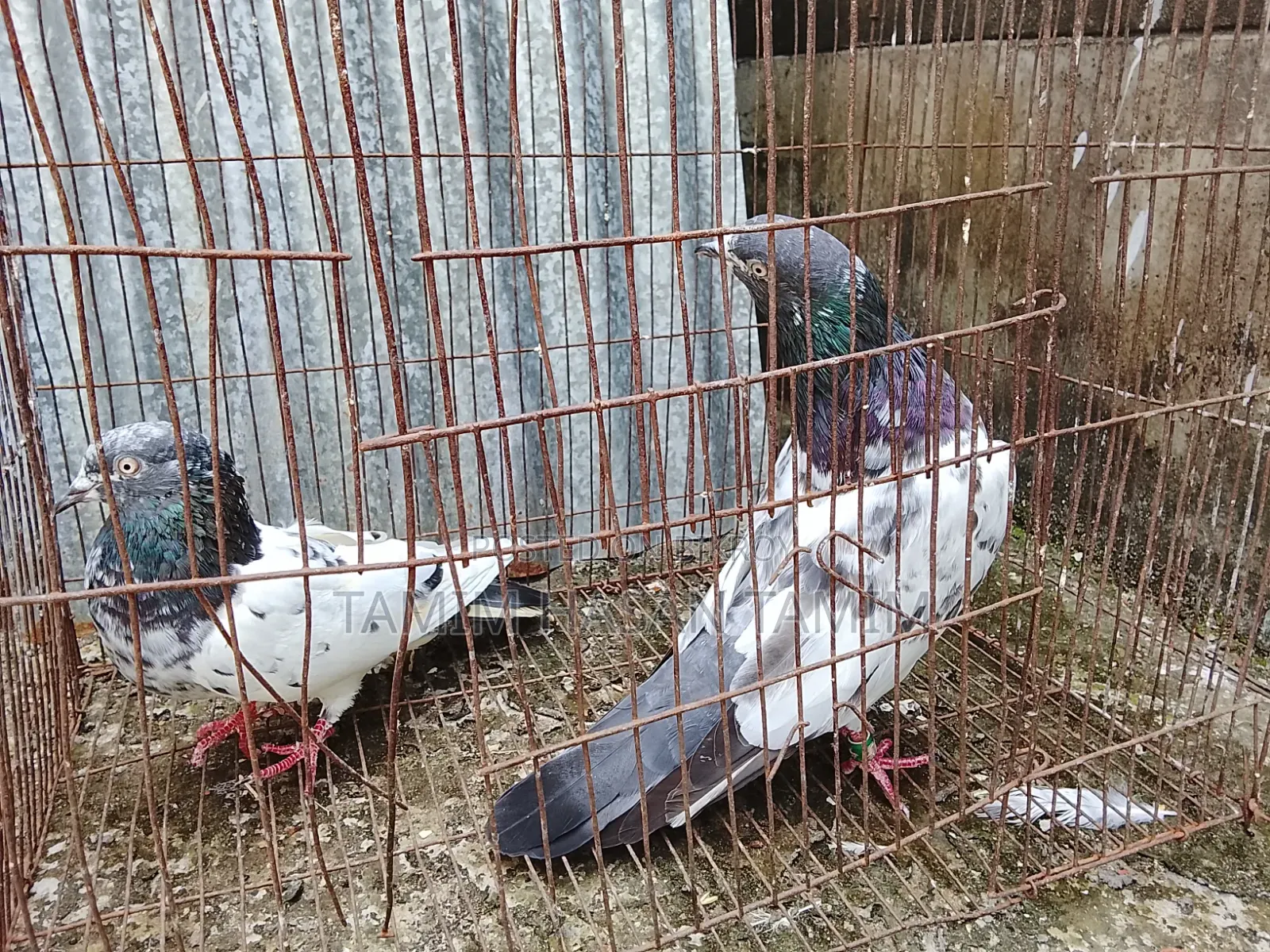 A Pair of Peryot Pouter Pigeons