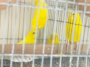 A pair of exhibition Budgerigar birds will be exchanged.