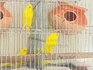 A pair of exhibition Budgerigar birds will be exchanged.