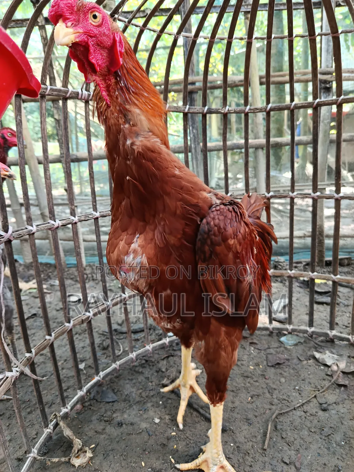 Asil Chicken for Sale