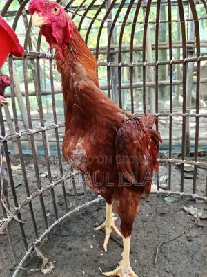 Asil Chicken for Sale