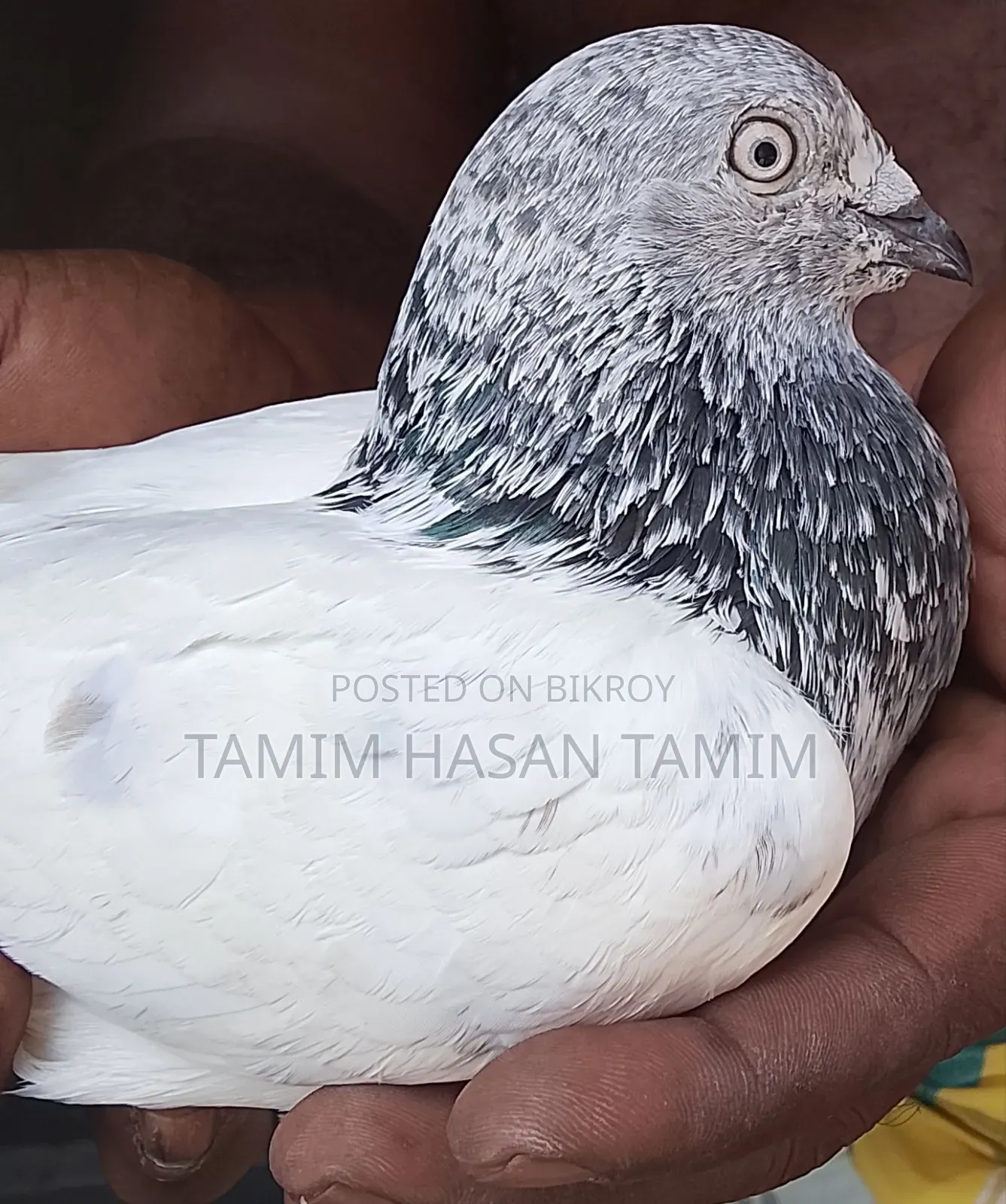 Green Gola Male Pigeon