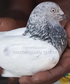 Green Gola Male Pigeon