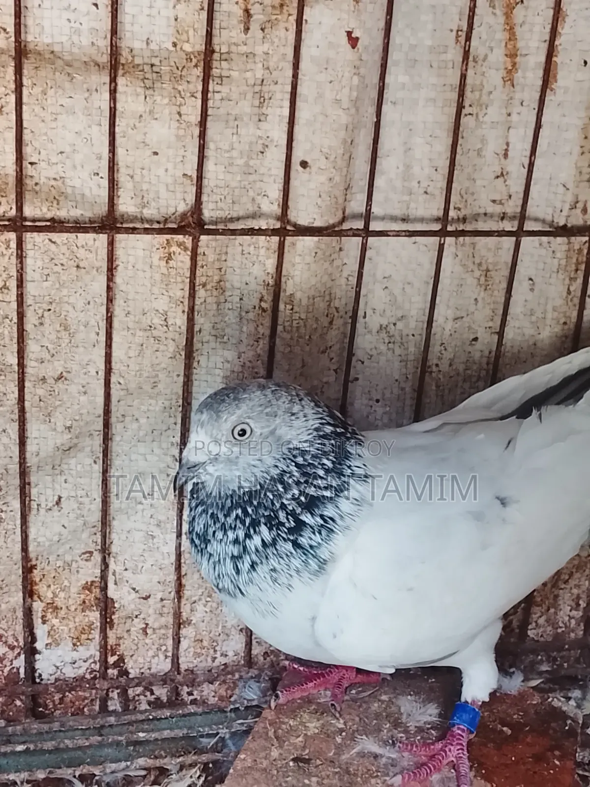 Green Gola Male Pigeon