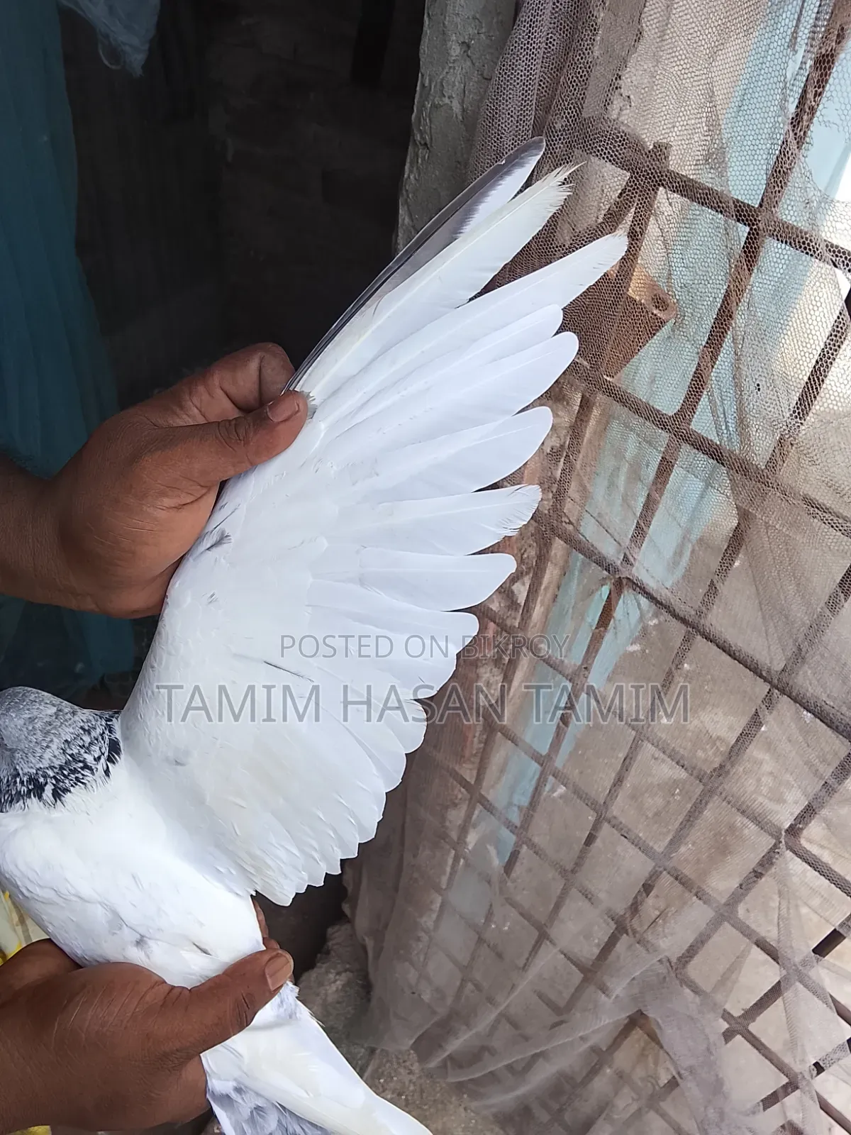 Green Gola Male Pigeon