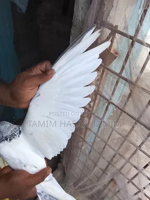 Green Gola Male Pigeon