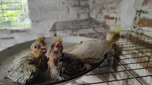 Cockatiel Baby
