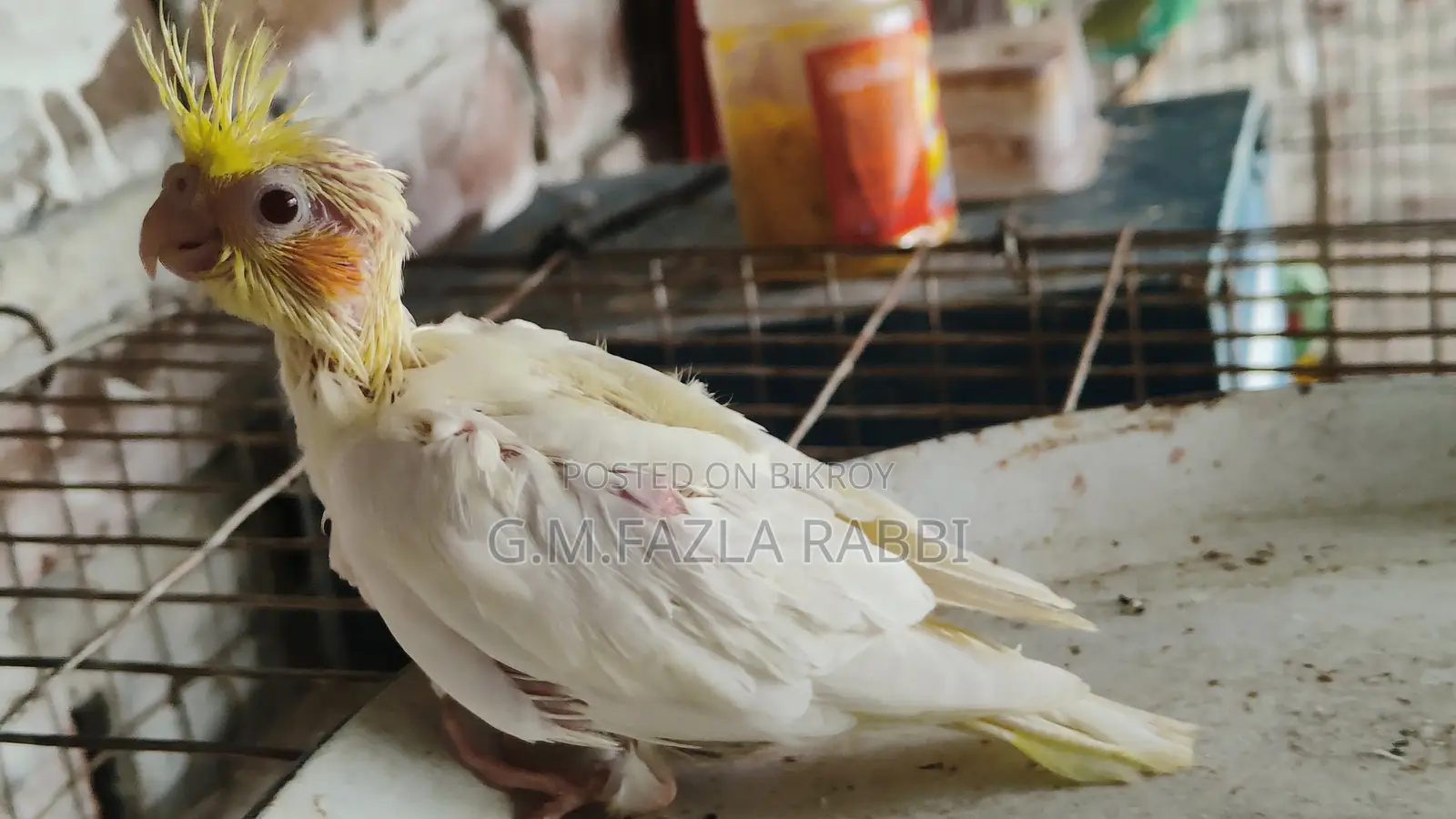 Cockatiel Baby