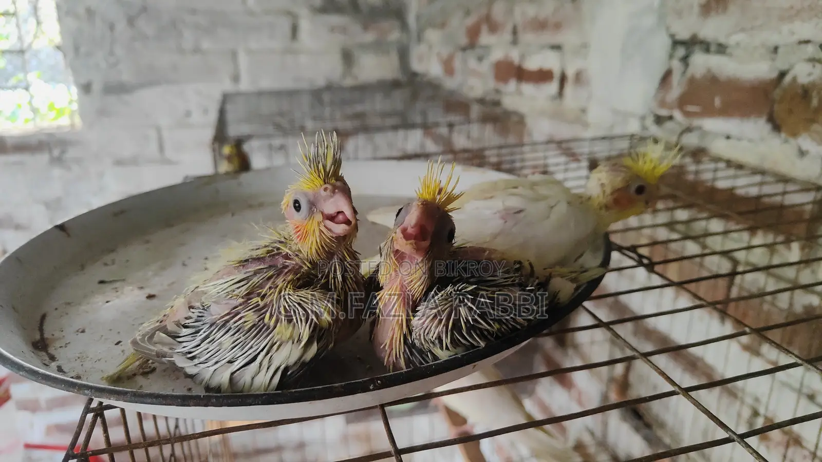 Cockatiel Baby