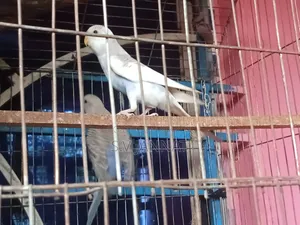 বাজিগার পাখি