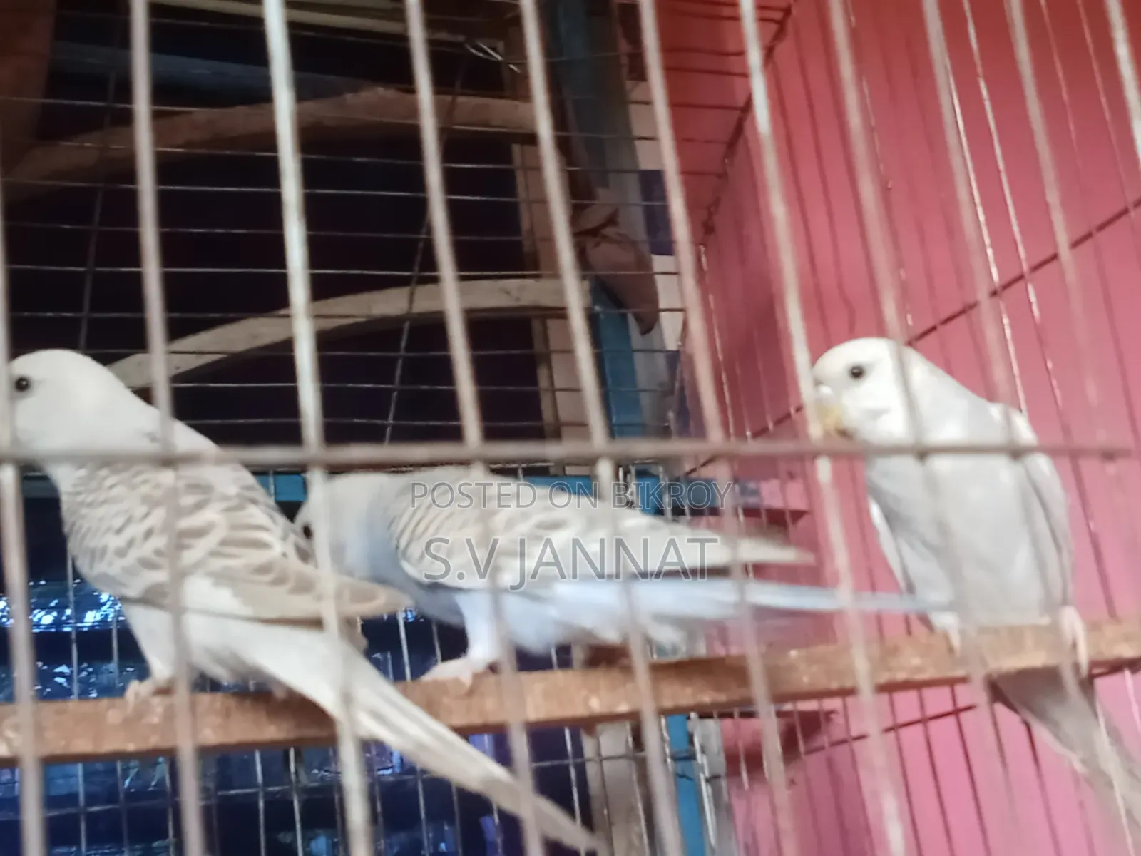 বাজিগার পাখি