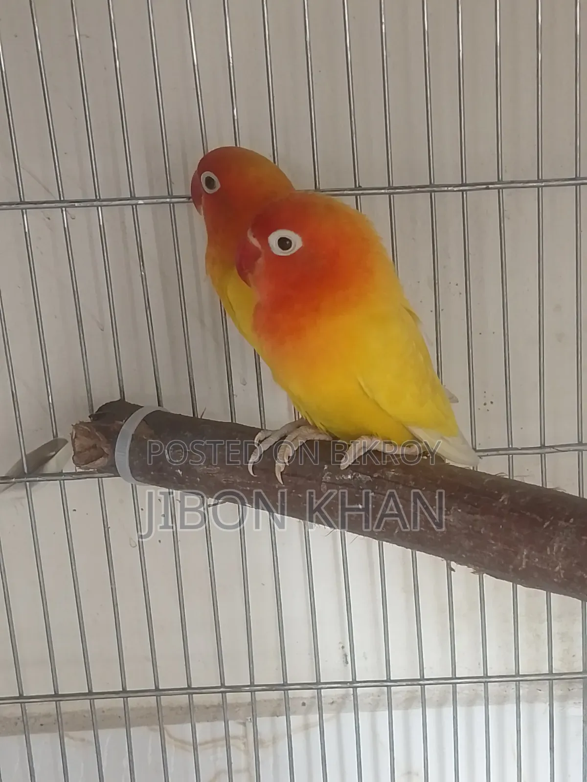 Yellow Fisher Running Pair
