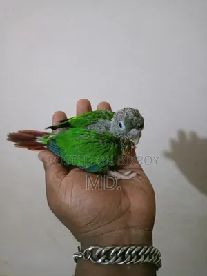 Conure Bird Baby
