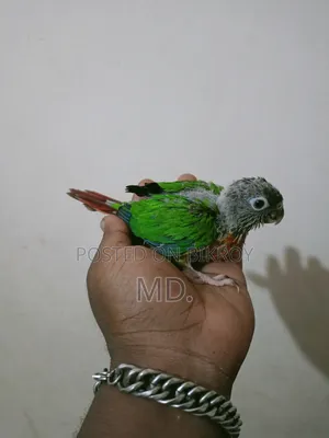 Conure Bird Baby