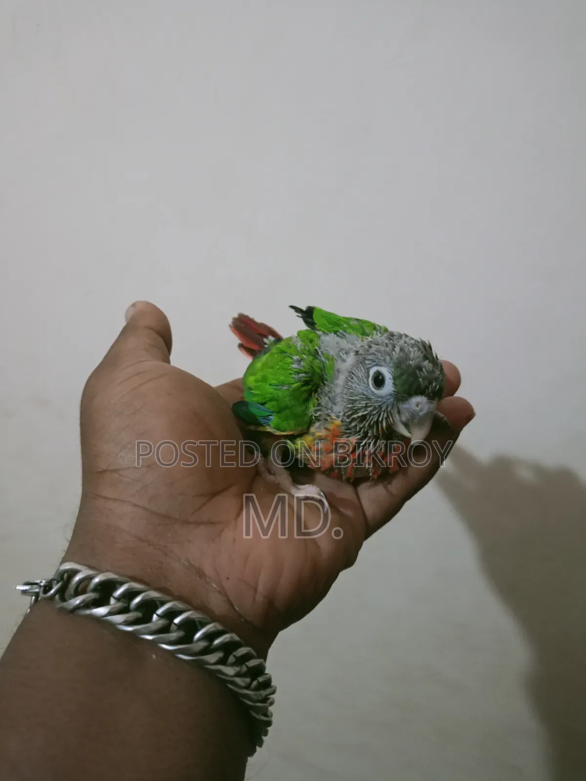 Conure Bird Baby