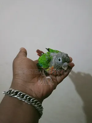 Conure Bird Baby