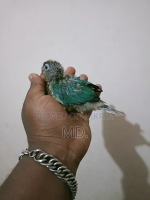 Conure Bird Baby