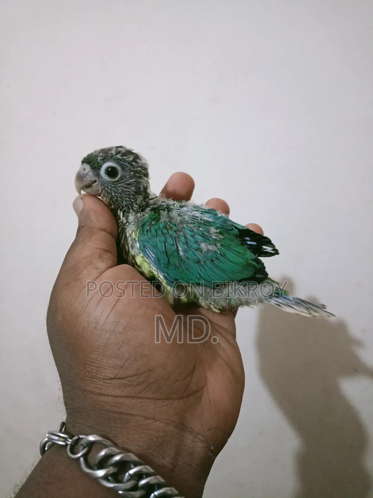 Conure Bird Baby