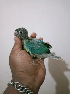 Conure Bird Baby