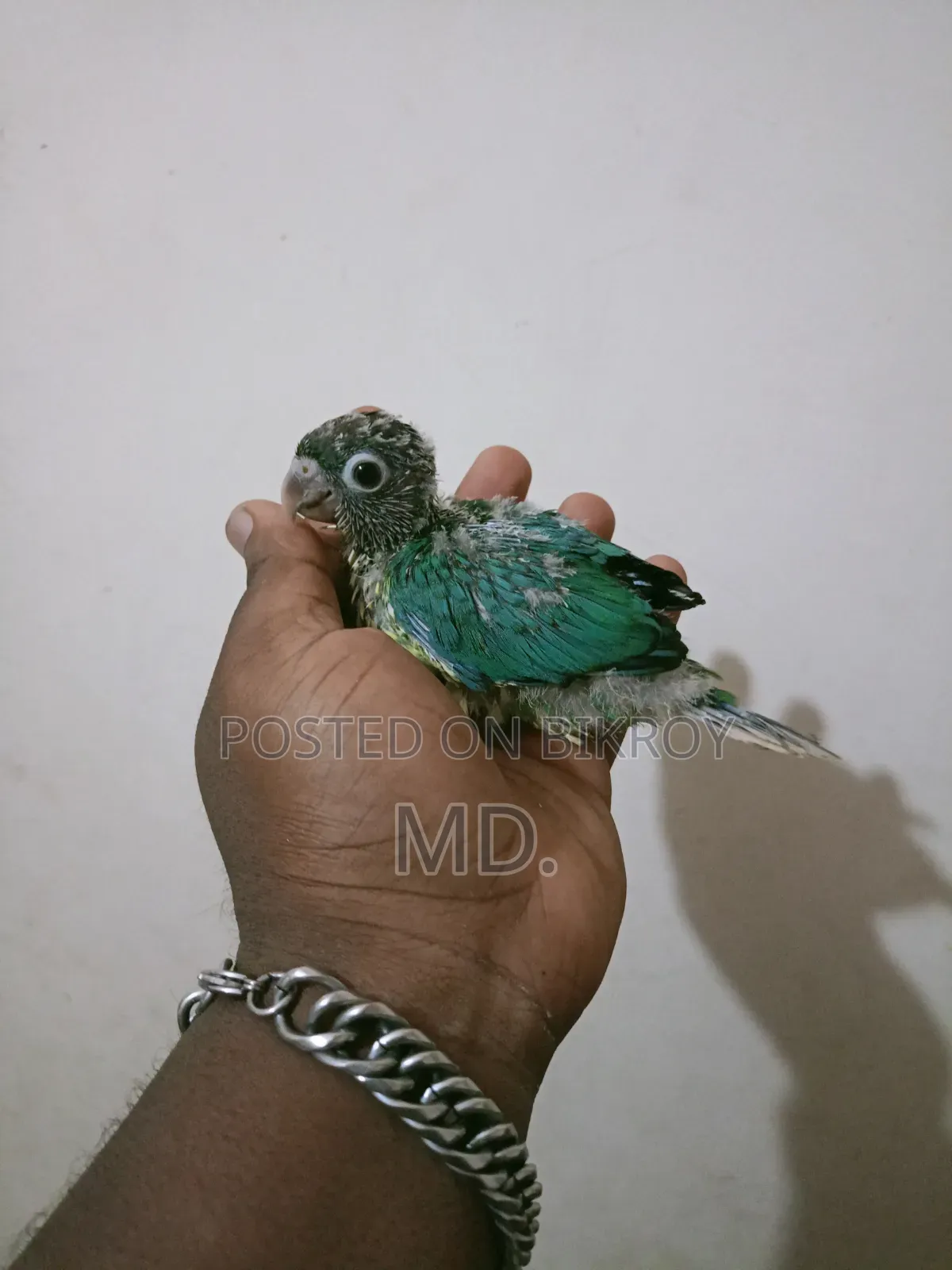 Conure Bird Baby