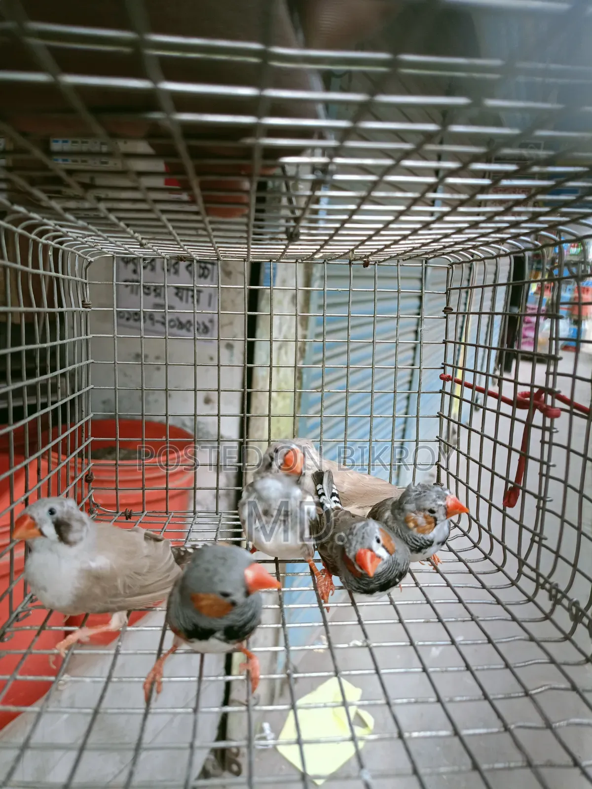 Zebra Finch