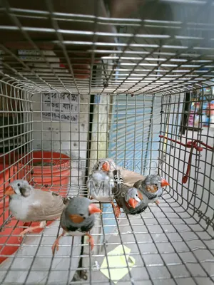 Zebra Finch