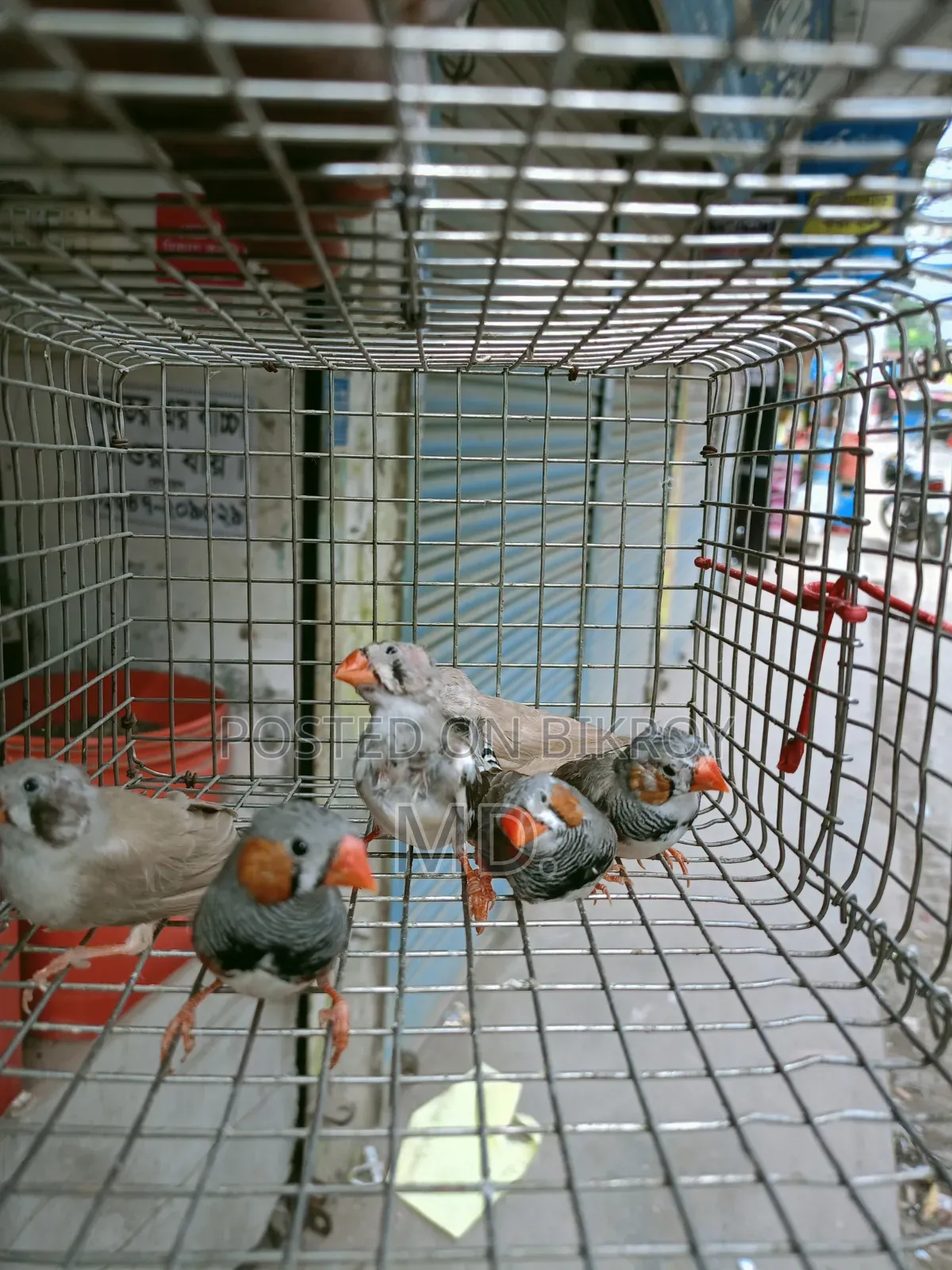 Zebra Finch