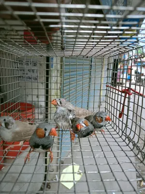 Zebra Finch