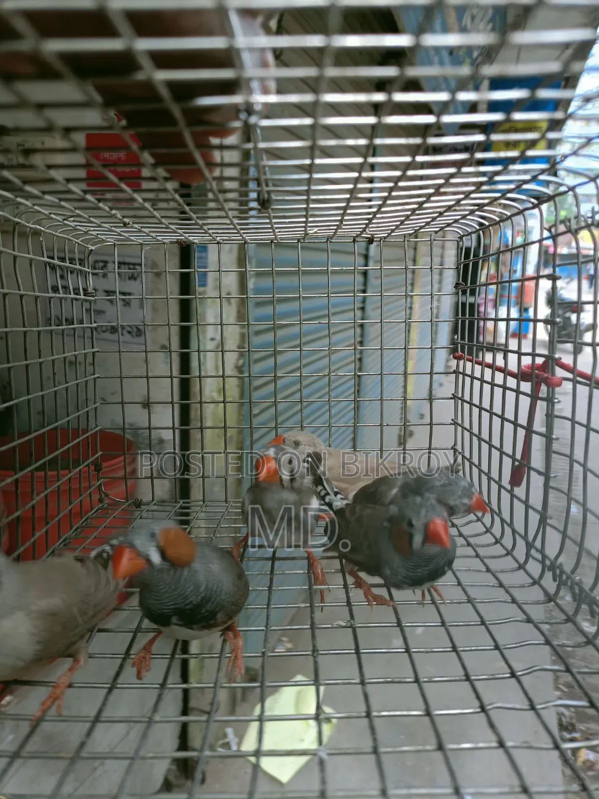 Zebra Finch