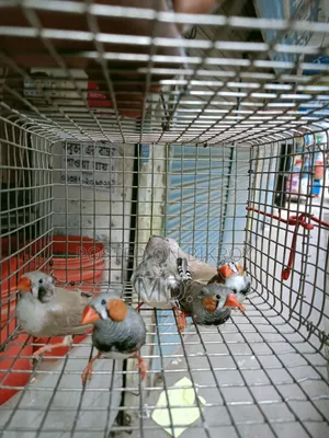 Zebra Finch
