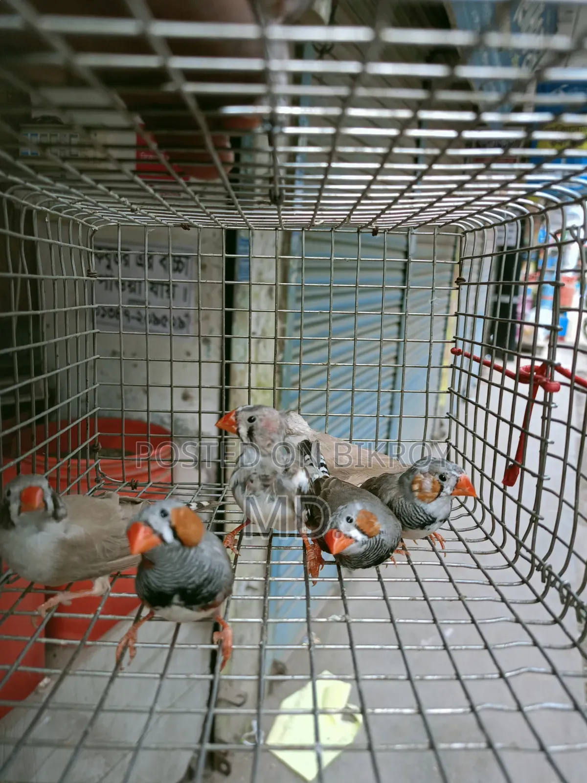 Zebra Finch