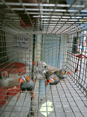Zebra Finch