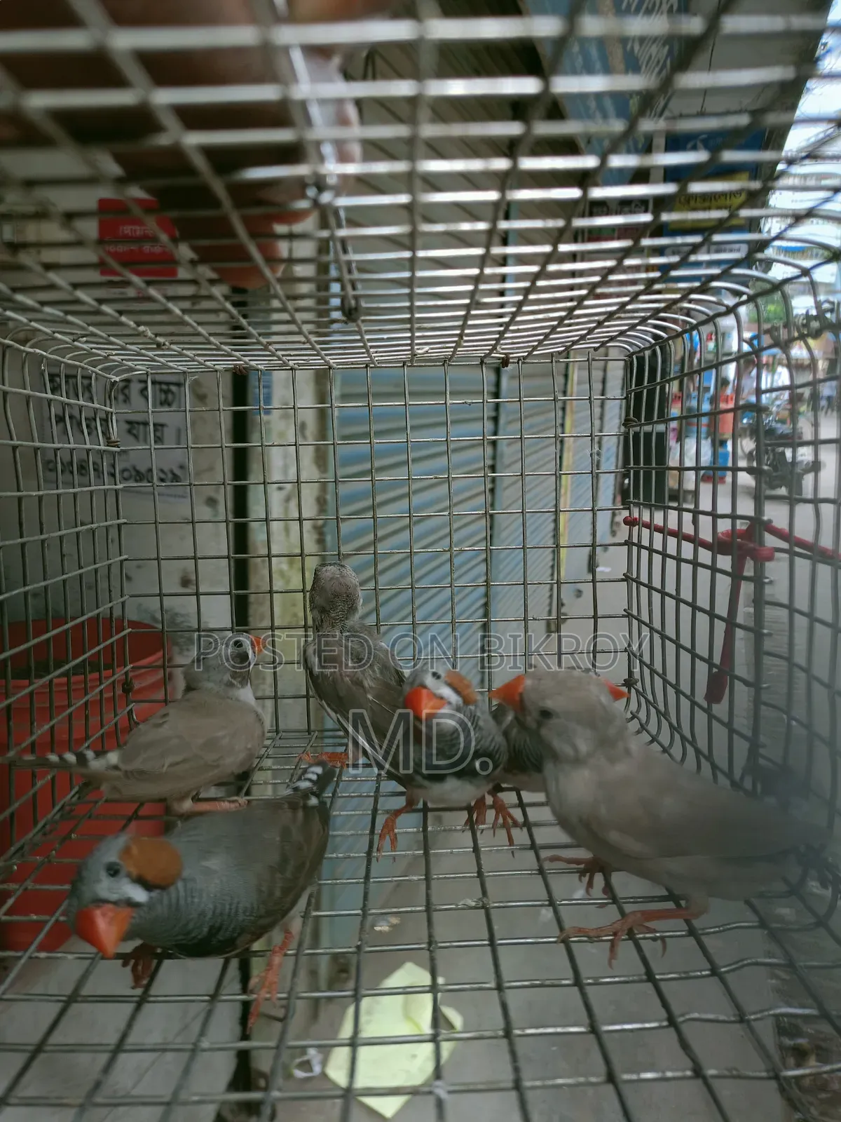 Zebra Finch